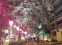 170401桜祭り02